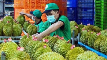 Cục Trồng trọt lên tiếng về vụ sầu riêng ùn ứ: Sẽ huy động tối đa năng lực kiểm nghiệm