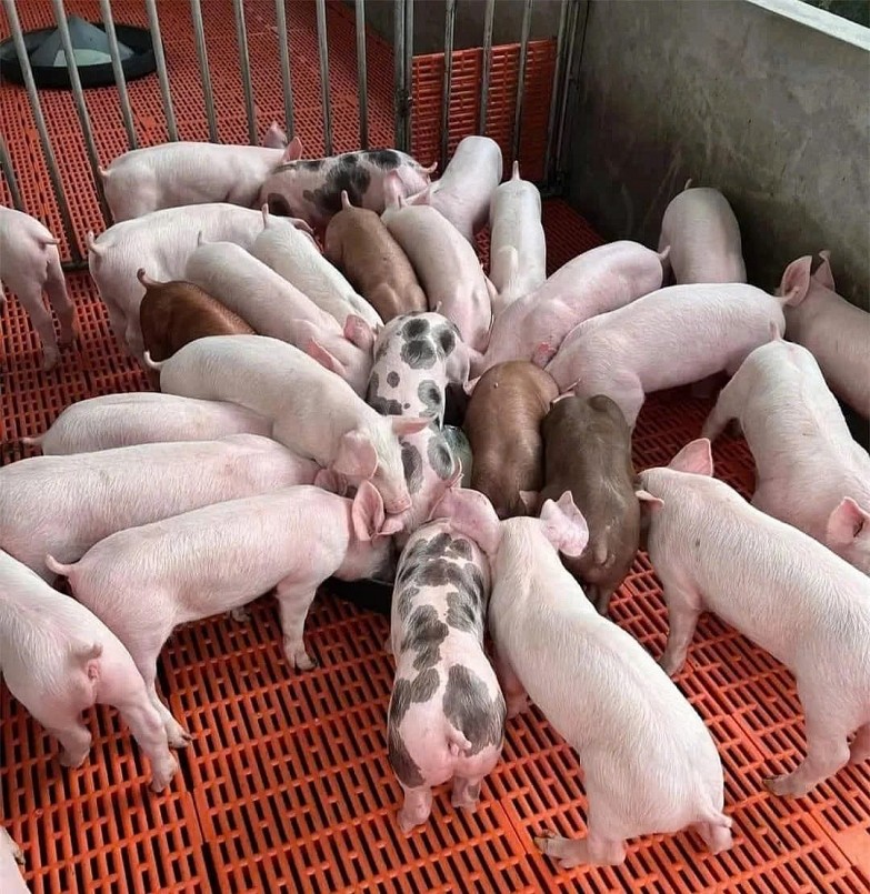 Giá heo hơi tiếp tục đi ngang trên cả ba miền Giá heo hơi tiếp tục đi ngang trên cả ba miền