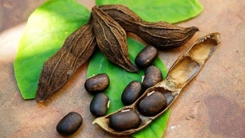 Đậu mèo - Từ loại cây mọc hoang phiền toái đến thảo dược quý