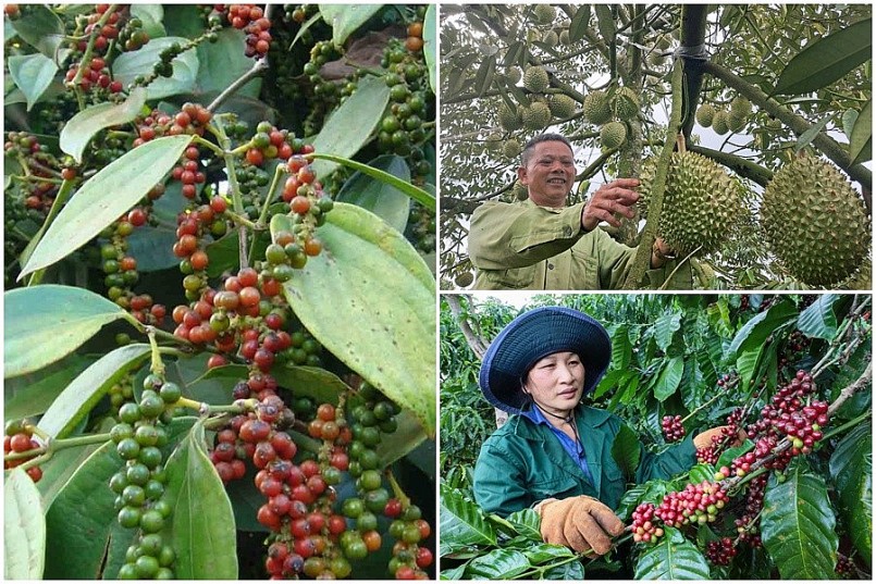 Xuất khẩu nông sản Việt bùng nổ: Cà phê đạt gần 7 tỷ, sầu riêng 2,6 tỷ USD