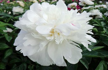 Bạch thược – Nét thanh khiết của núi rừng và sức mạnh chữa lành từ thiên nhiên