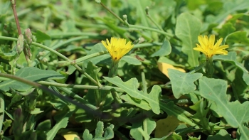 Bí mật của sa sâm: Vị thuốc quý trong y học cổ truyền trị ho khan, bổ vị