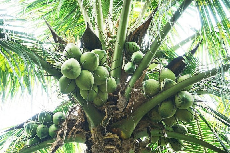 Dừa khô tăng giá, dừa tươi rớt mạnh: Tín hiệu cảnh báo thị trường