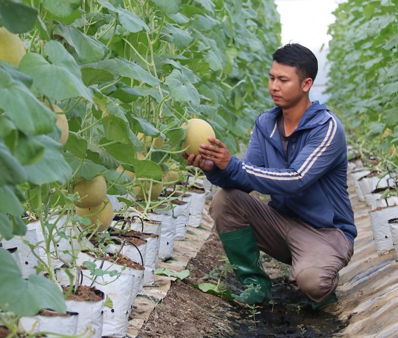 Chìa khóa vàng mở lối cho hợp tác xã nông nghiệp phát triển Chìa khóa vàng mở lối cho hợp tác xã nông nghiệp phát triển