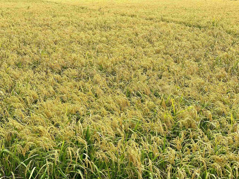 Gạo nếp nhung Tam Sơn: Hạt ngọc trời của vùng Kinh Bắc