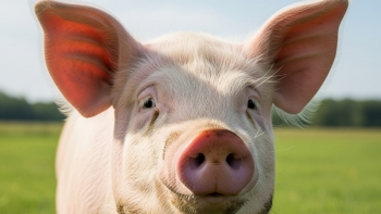 Thị trường heo hơi đi xuống, người nuôi dè dặt tái đàn