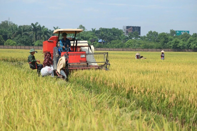 Thị trường gạo toàn cầu “đóng băng”: Việt Nam xoay xở ra sao giữa vòng vây cạnh tranh?