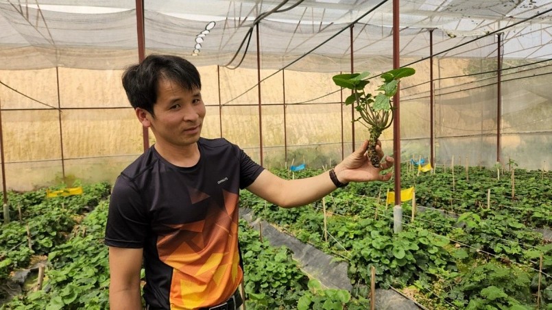 Anh Nguyễn Văn Tuyển khởi nghiệp thành công với cây wasabi.