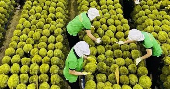 Sầu riêng Việt Nam khôi phục xuất khẩu sau tắc nghẽn kiểm nghiệm