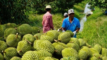 Xuất khẩu rau quả chế biến tăng mạnh, mang về hơn 1,3 tỷ USD cho Việt Nam