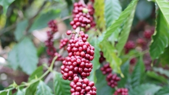 Cà phê Việt Nam lập kỷ lục xuất khẩu: Cơ hội vàng hay thách thức lớn?