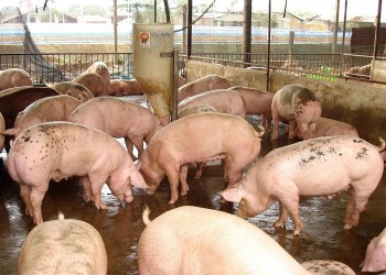 Thị trường heo hơi hạ nhiệt, mức thấp nhất 48.000 đồng/kg