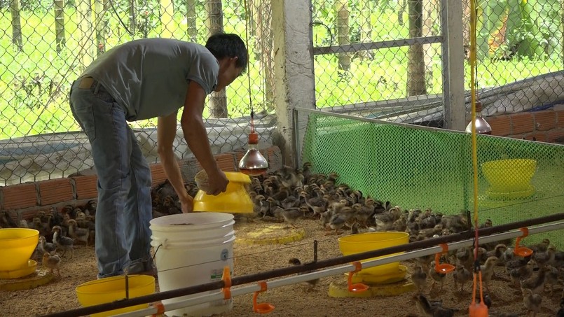 Một trang trại nuôi gà ở Đức Phú. Ảnh: VĂN PHIN