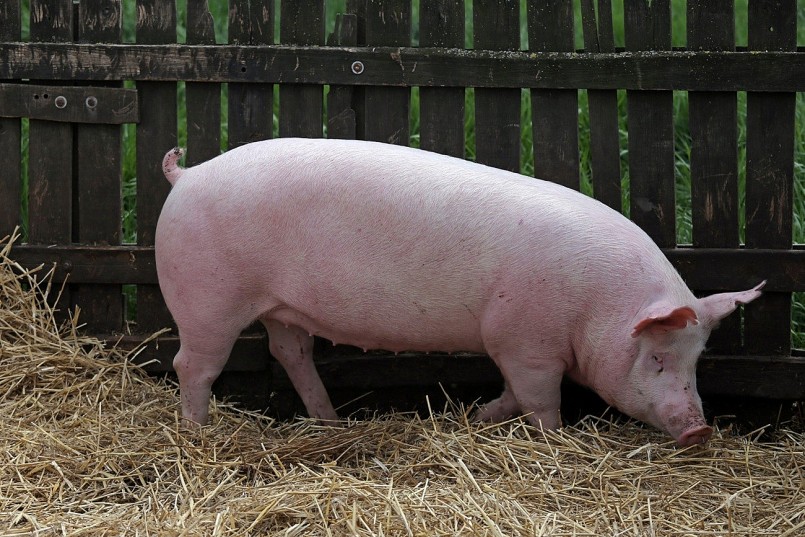 Giá heo hơi tiếp đà giảm tại nhiều địa phương trong sáng nay. Đáng chú ý, có nơi ghi nhận giảm tới 2.000 đồng/kg.