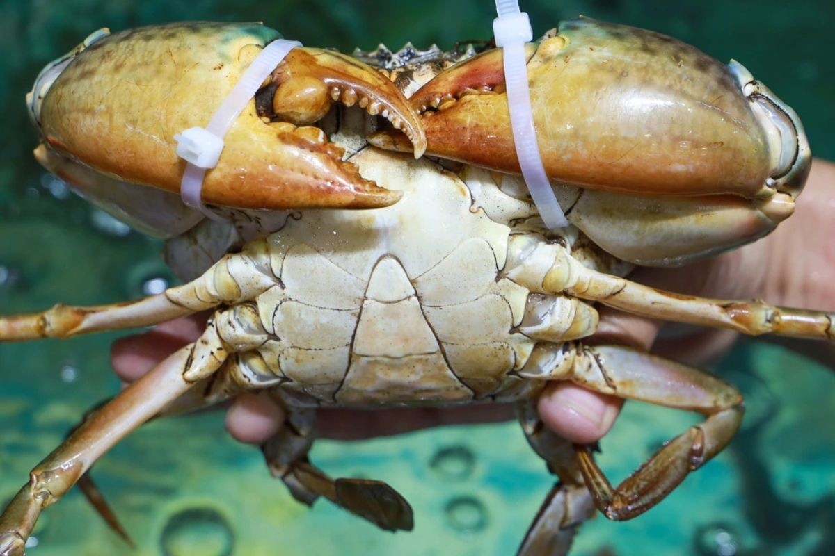 cua biển Cà Mau từ món ăn dân dã đã thành đặc sản cua biển Cà Mau từ món ăn dân dã đã thành đặc sản