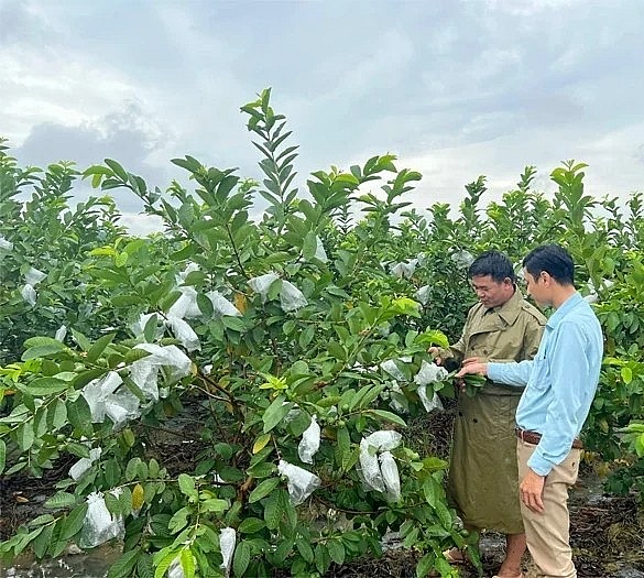 Mô hình trồng ổi lê Quý Hương giúp người dân xã Hà Long nâng cao thu nhập. Ảnh: Báo Thanh Hóa