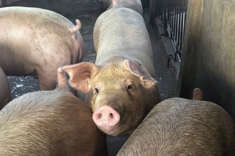 Giá heo hơi tiếp tục giảm, miền Bắc xuống dưới 50.000 đồng/kg