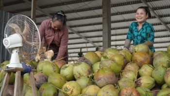 Ngành dừa Việt tái cấu trúc sinh thái - tuần hoàn để xây dựng thương hiệu