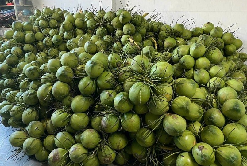 Từ vườn nhỏ đến chuỗi giá trị toàn cầu: Hành trình nâng tầm dừa Việt