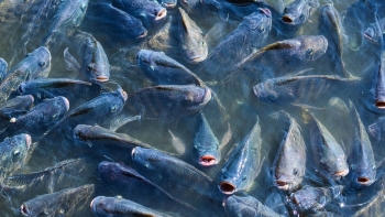 Chuyên gia Việt Nam giúp Cuba giải bài toán 2 tỷ USD nhập khẩu thủy sản