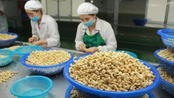 Nhập khẩu hạt điều tăng kỷ lục, doanh nghiệp Việt vẫn lo thua lỗ