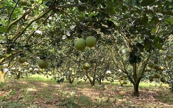 Nâng tầm giá trị "sản phẩm" bưởi da xanh, mít Thái từ tư duy "dám nghĩ, dám làm"