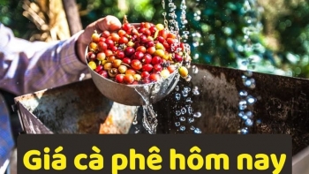 Giá cà phê hôm nay 11/11/2025: Tiếp đà tăng nhẹ, Tây Nguyên rộn ràng bước vào "mùa vàng"