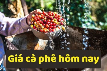 Giá cà phê hôm nay 11/11/2025: Tiếp đà tăng nhẹ, Tây Nguyên rộn ràng bước vào "mùa vàng"