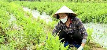 Biến 50ha vườn tạp thành "thủ phủ" dược liệu sạch, nông dân thu 70 triệu/năm