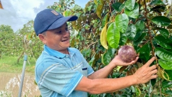 Kỹ sư Đồng Tháp biến đất khó thành vườn OCOP 4 sao