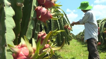 Trung Quốc săn lùng "siêu trái cây"  của Việt Nam
