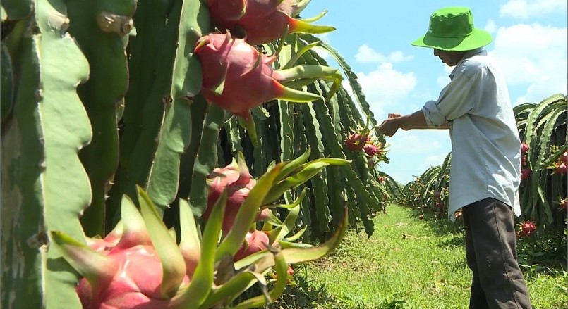 Việt Nam sở hữu "siêu trái cây" số 1 thế giới, khiến Trung Quốc săn lùng ráo riết Việt Nam sở hữu "siêu trái cây" số 1 thế giới, khiến Trung Quốc săn lùng ráo riết