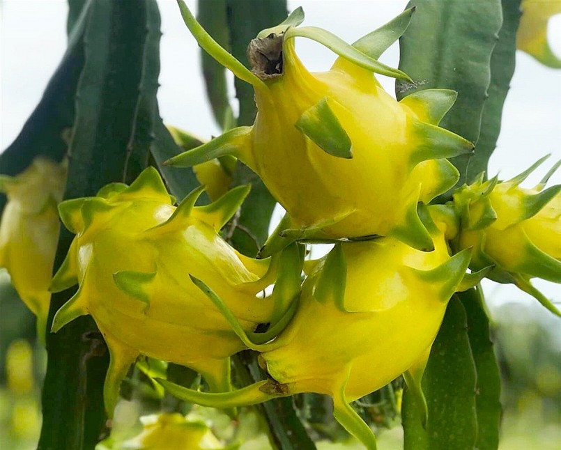 Việt Nam sở hữu "siêu trái cây" số 1 thế giới, khiến Trung Quốc săn lùng ráo riết Việt Nam sở hữu "siêu trái cây" số 1 thế giới, khiến Trung Quốc săn lùng ráo riết