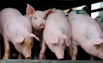 Giá heo hơi chạm đáy 5 năm: Người chăn nuôi "càng nuôi càng lỗ", nguy cơ đứt gãy chuỗi cung ứng