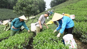 Làng nghề chè đổi mới, nâng tầm thương hiệu từ sản xuất hữu cơ