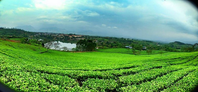 Toàn tỉnh hiện có trên 270 làng nghề được công nhận, phần lớn tập trung vào lĩnh vực sản xuất và chế biến chè.