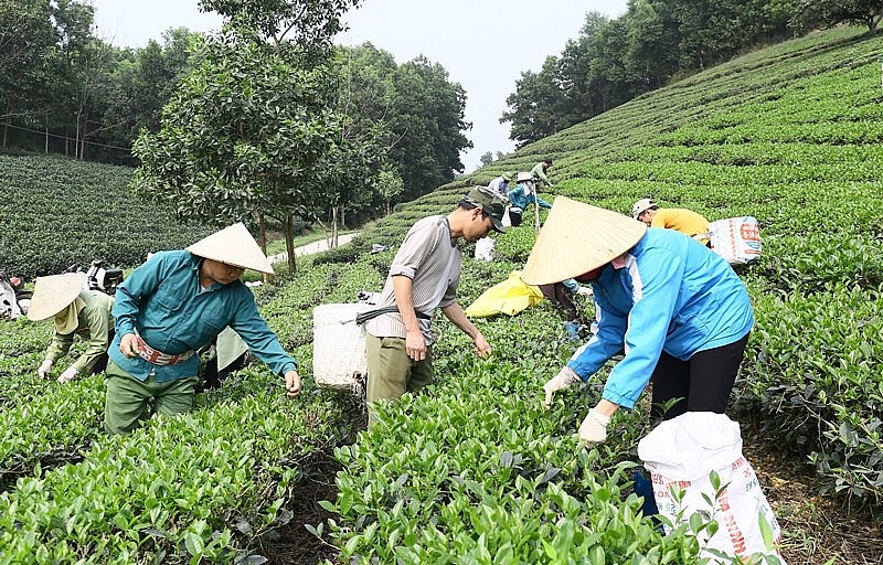 Thực tế cho thấy, sự gắn bó mật thiết với làng nghề đã tạo ra một liên kết chặt chẽ, giúp người dân học hỏi kinh nghiệm lẫn nhau trong mọi công đoạn.