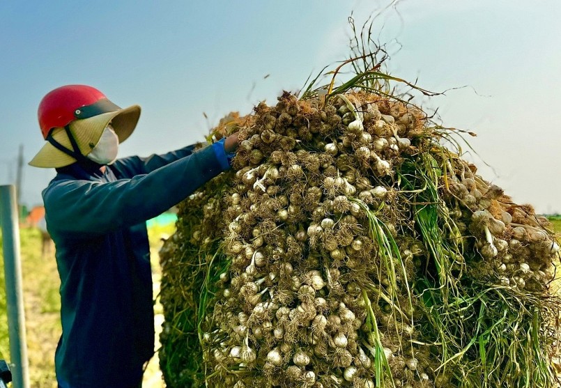 Hành trình biến tỏi Lý Sơn thành thương hiệu quốc tế