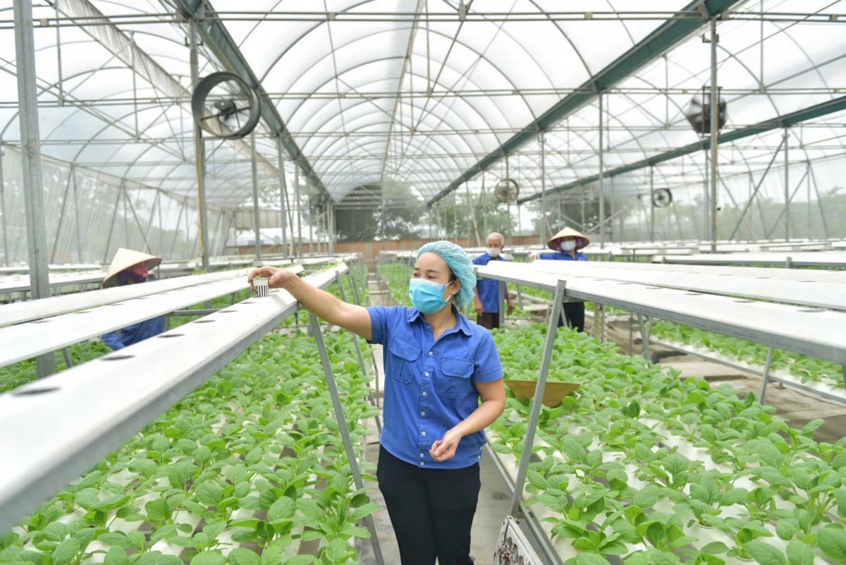 Trồng trọt giảm phát thải, hướng đến Net Zero 2050 Trồng trọt giảm phát thải, hướng đến Net Zero 2050