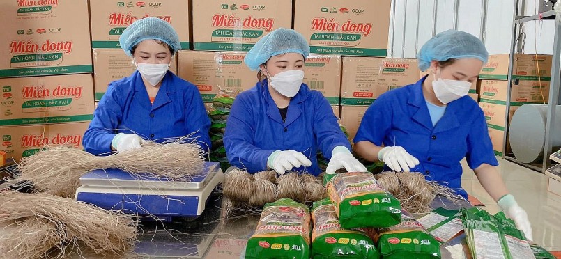 Từ củ dong riềng đến sinh kế bền vững: Câu chuyện thoát nghèo của đồng bào Côn Minh