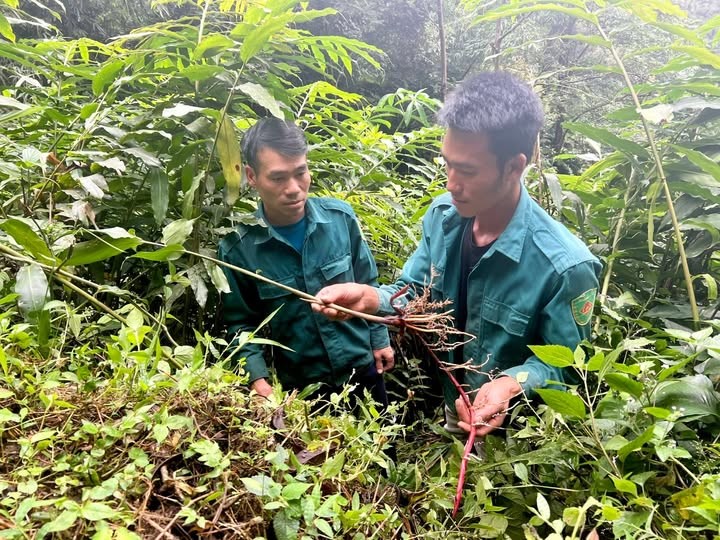 Người dân bản Thu Lũm (xã Thu Lũm) chia sẻ kinh nghiệm phát triển cây sa nhân.