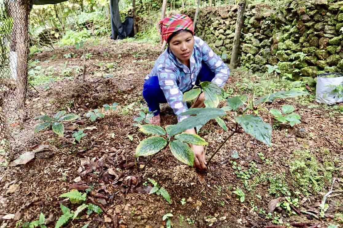 Người dân xã Thu Lũm chăm sóc cây thất diệp nhất chi hoa.