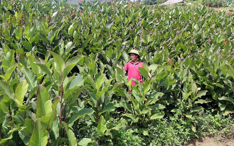 Từ củ dong riềng đến sinh kế bền vững: Câu chuyện thoát nghèo của đồng bào Côn Minh