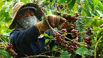 Xuất khẩu cà phê phá kỷ lục, giá neo cao trong vụ thu hoạch mới