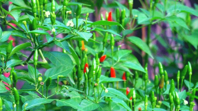 Loại quả bé tí ngày xưa mọc dại, nay giá 1 triệu/kg vẫn được săn lùng