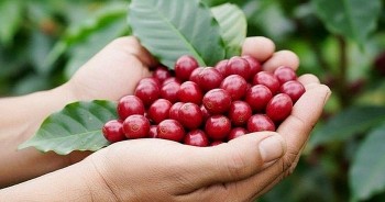 Cà phê Việt Nam: Từ kỷ lục 8 tỷ USD đến "cuộc chơi" thương hiệu toàn cầu