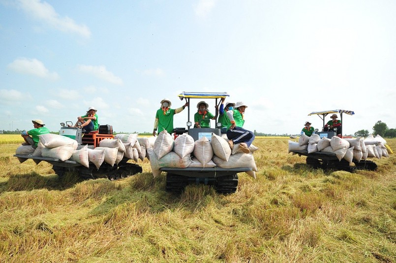 Những tiêu chuẩn giúp gạo Việt đạt nhãn "xanh, phát thải thấp"