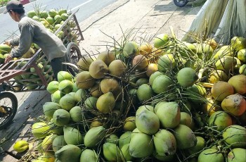 Phát triển dừa hữu cơ, hướng tới nông nghiệp xanh cho nông dân