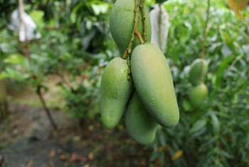 Từ đất lúa kém hiệu quả đến thủ phủ xoài xuất khẩu: Sức bật từ tư duy "dám nghĩ dám làm"