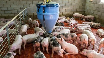 Giá heo hơi đồng loạt tăng, ghi nhận mức cao nhất đạt 51.000 đồng/kg